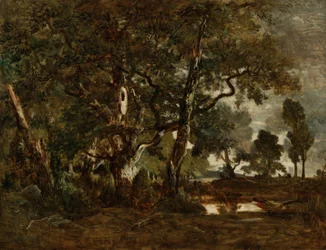Wald von Fontainebleau, Gruppe hoher Bäume mit Blick auf die Ebene von Clair-Bois am Rand von Ba...